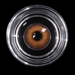 Détail de la lentille marron clair dans un récipient transparent